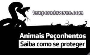 Temporada Verão Como prevenir-se de animais peçonhentos
