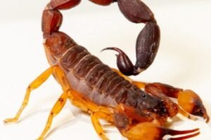 Casos de acidentes com escorpiões crescem no verão